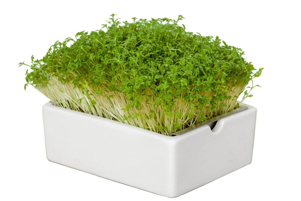 Garden Cress Microgreens Seed Pad Set - 6 pcs