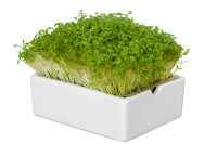 Gartenkresse Microgreens 6er Saatpad Set