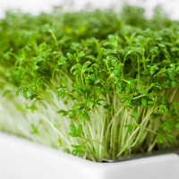 Gartenkresse Microgreens 6er Saatpad Set