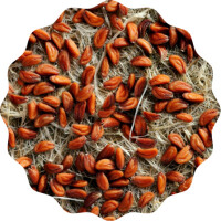 Gartenkresse Microgreens 6er Saatpad Set