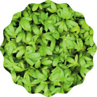 Gartenkresse Microgreens 6er Saatpad Set