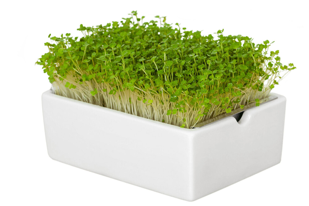 Rocket Microgreens Seed Pad Set - 6 pcs