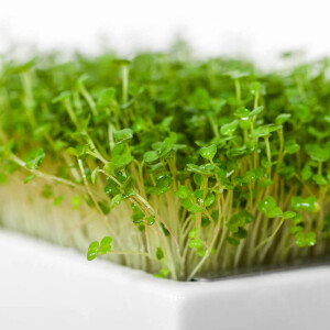 Rauke Microgreens 6er Saatpad Set