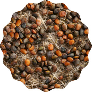 Rauke Microgreens 6er Saatpad Set