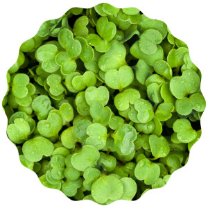 Rauke Microgreens 6er Saatpad Set
