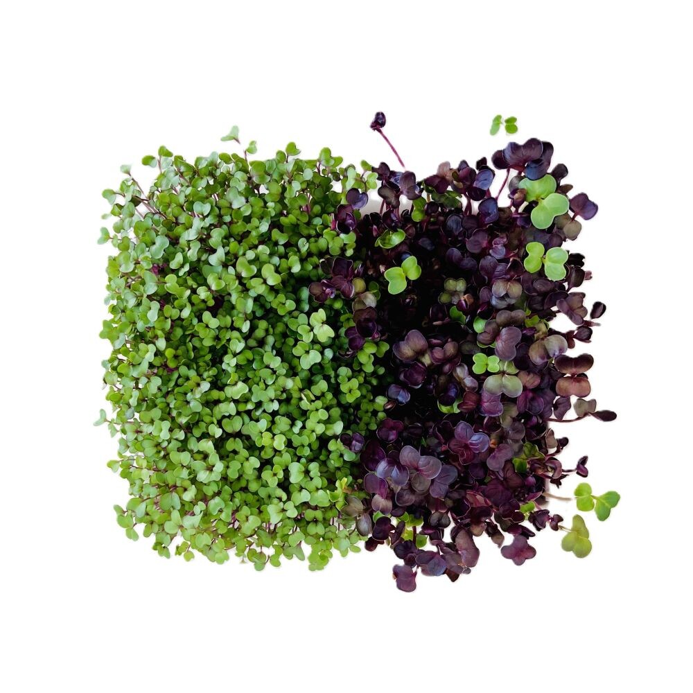 Microgreens Seed Pad Mix - spicy