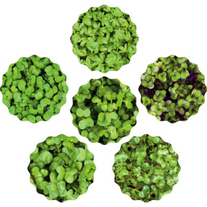 Scharfer Microgreens Mix 6er Saatpad Set