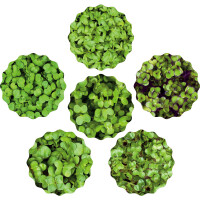 Scharfer Microgreens Mix 6er Saatpad Set