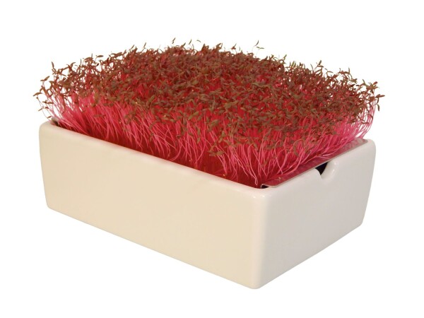 Amaranth Microgreens Saatpads