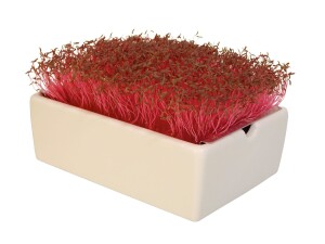 Amaranth Microgreens Saatpads
