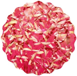 Amaranth Microgreens Saatpads