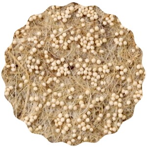 Amaranth Microgreens Saatpads