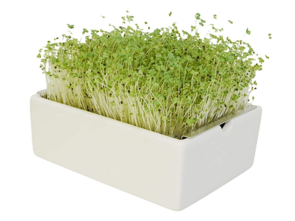 Mairübe Microgreens Saatpads