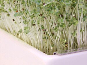 Mairübe Microgreens Saatpads