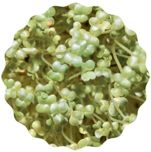 Mairübe Microgreens Saatpads