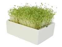 Mairübe Microgreens Saatpads