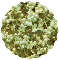 Mairübe Microgreens Saatpads