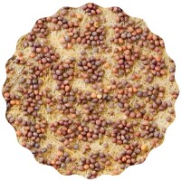 Mairübe Microgreens Saatpads