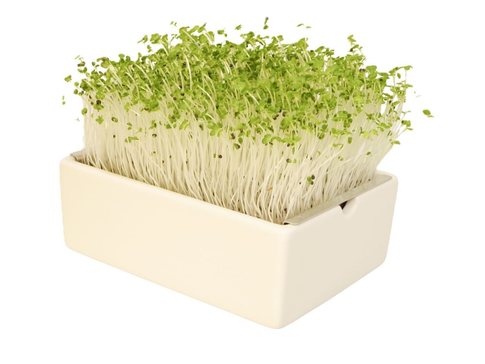 Pak Choi Microgreens Saatpads