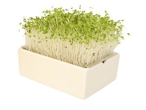 Pak Choi Microgreens Saatpads