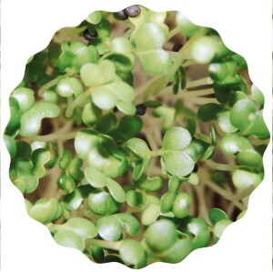 Pak Choi Microgreens Saatpads