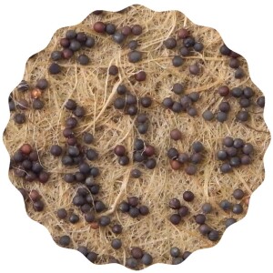 Pak Choi Microgreens Saatpads