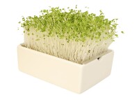 Pak Choi Microgreens Saatpads
