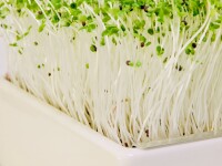Pak Choi Microgreens Saatpads