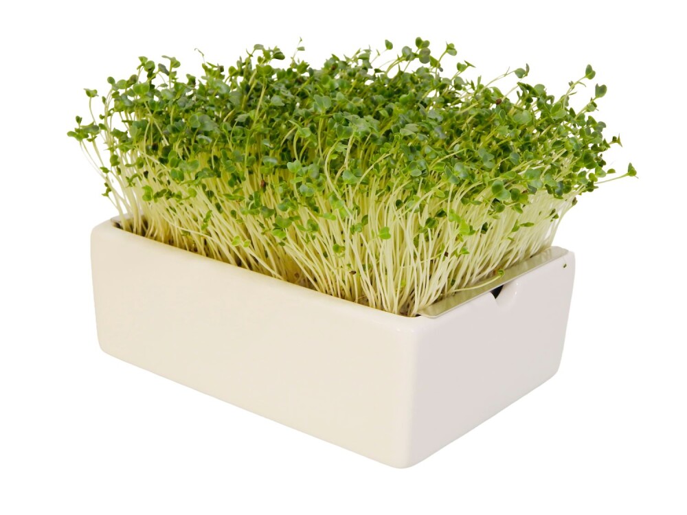 Grünkohl Microgreens Saatpads