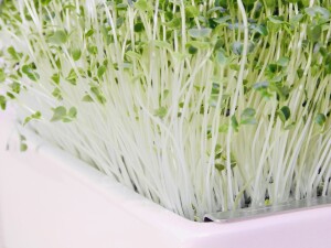 Grünkohl Microgreens Saatpads