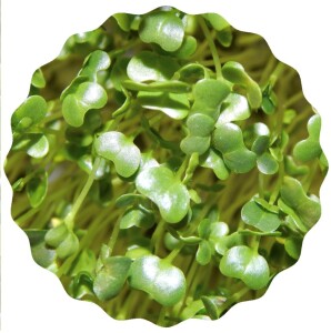 Grünkohl Microgreens Saatpads