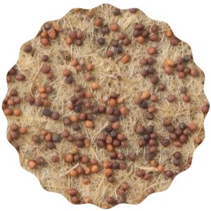 Grünkohl Microgreens Saatpads