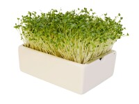 Grünkohl Microgreens Saatpads
