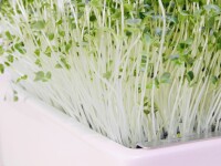 Grünkohl Microgreens Saatpads