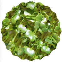 Grünkohl Microgreens Saatpads