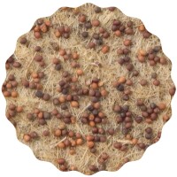 Grünkohl Microgreens Saatpads