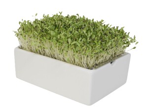 Alfalfa Microgreens Saatpads