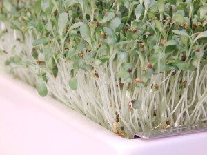 Alfalfa Microgreens Saatpads
