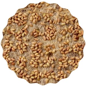 Alfalfa Microgreens Saatpads
