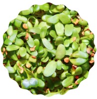 Alfalfa Microgreens Saatpads
