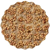 Alfalfa Microgreens Saatpads