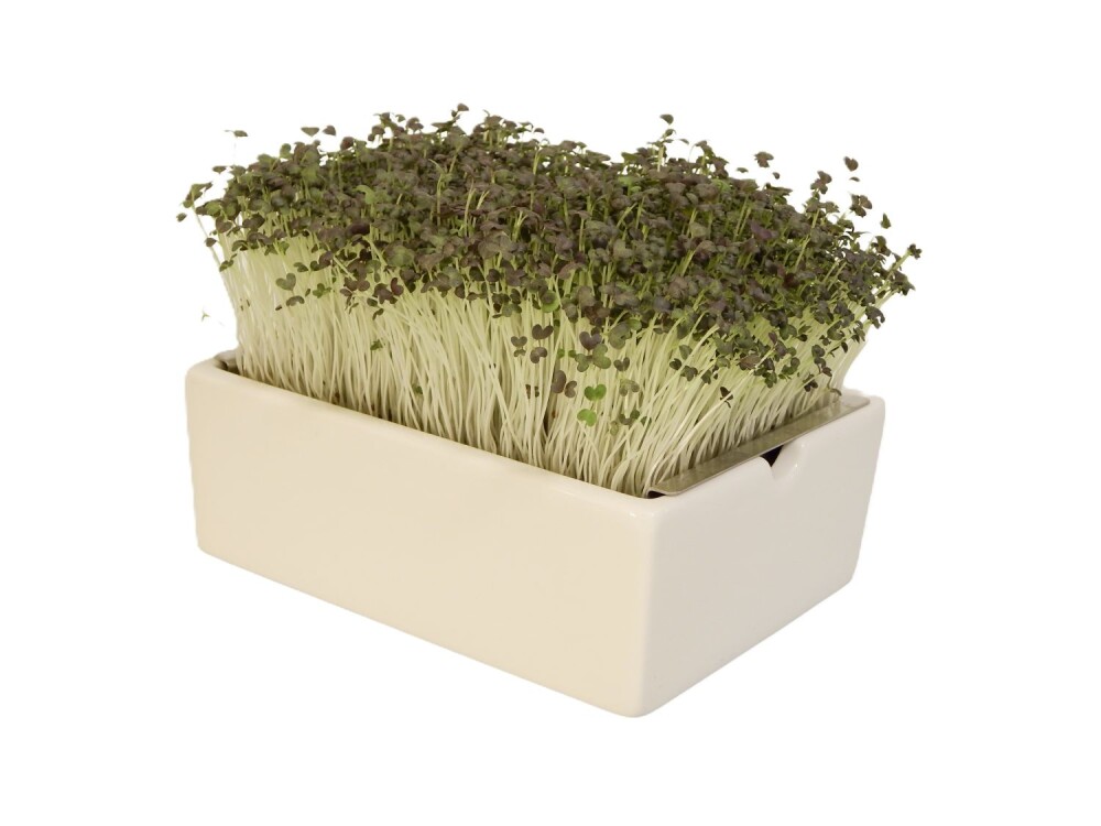Mizuna Microgreens Saatpads