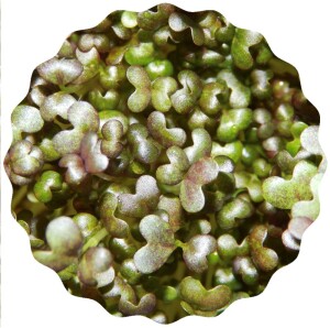 Mizuna Microgreens Saatpads