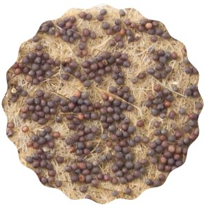 Mizuna Microgreens Saatpads