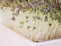 Mizuna Microgreens Saatpads