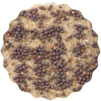 Mizuna Microgreens Saatpads