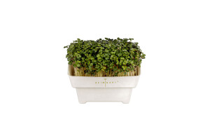 Anzuchtschale 6er Set