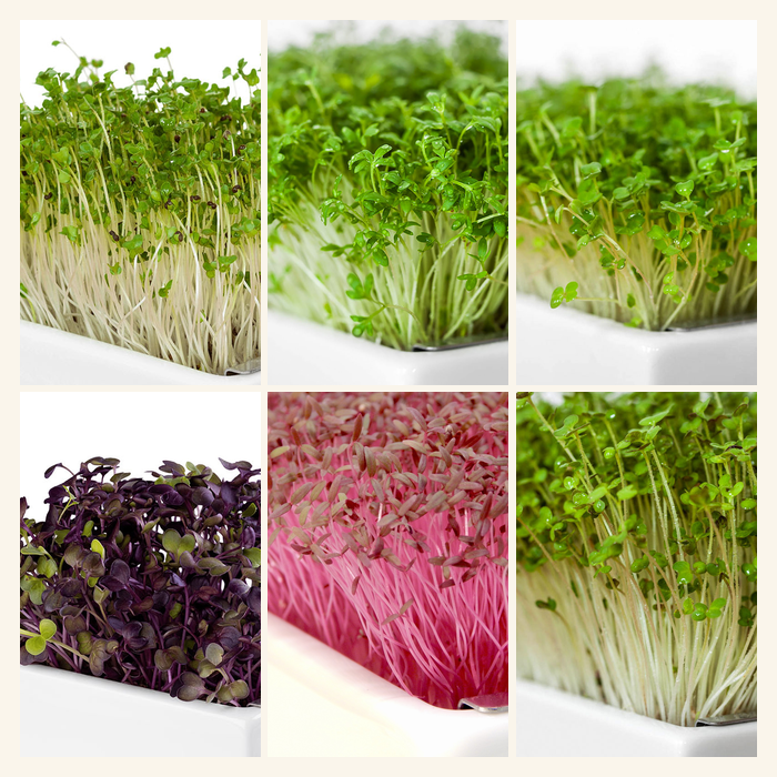 Daily Greens Mix 6 Pads