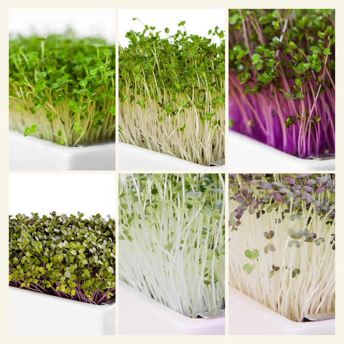 Brassica Boost Mix 6 Pads