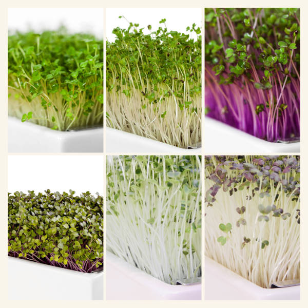Brassica Boost Mix 6 Pads